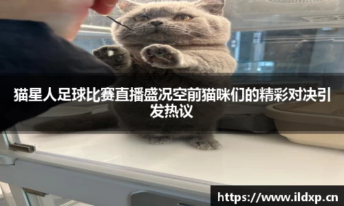 猫星人足球比赛直播盛况空前猫咪们的精彩对决引发热议
